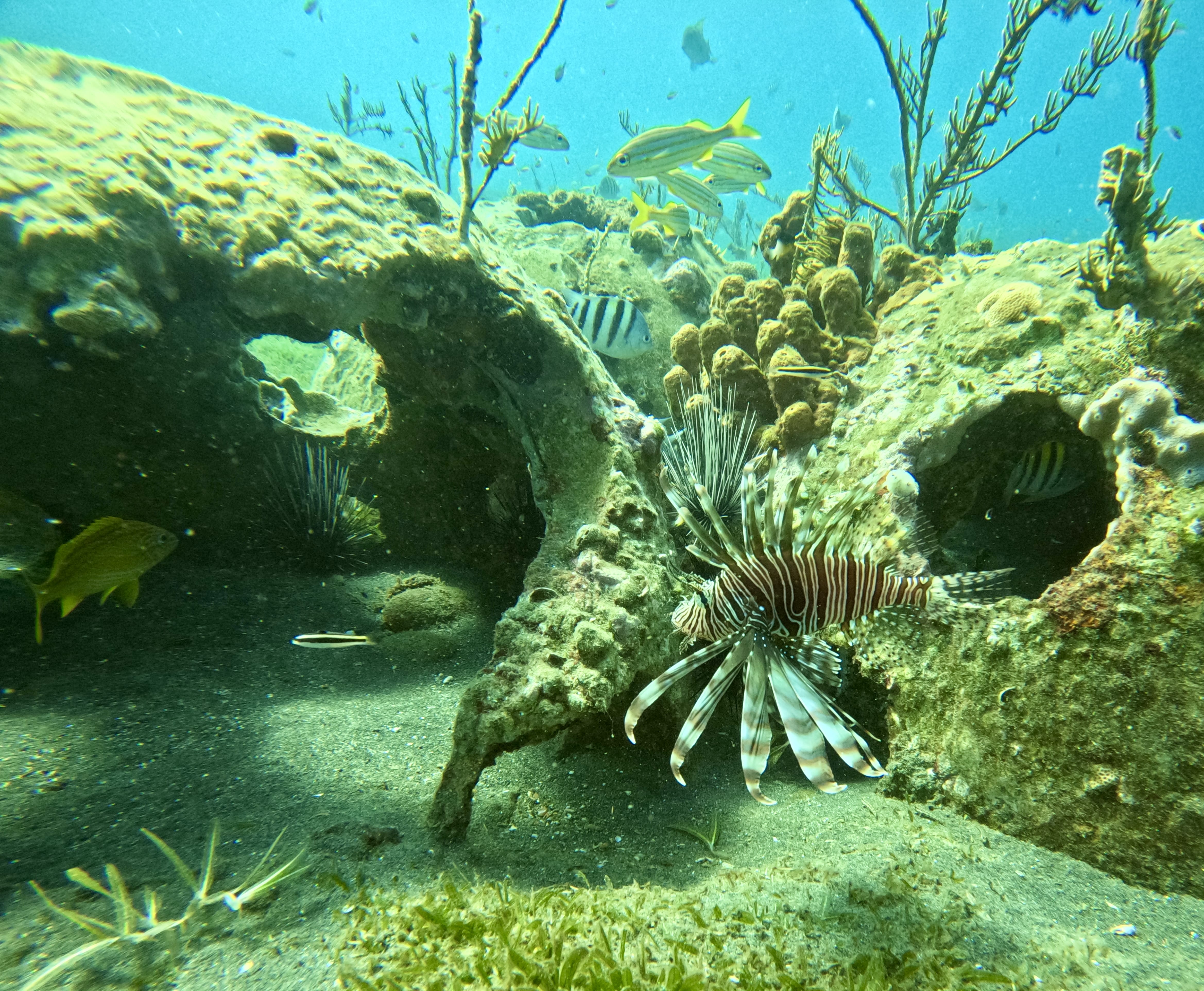 Lionfish