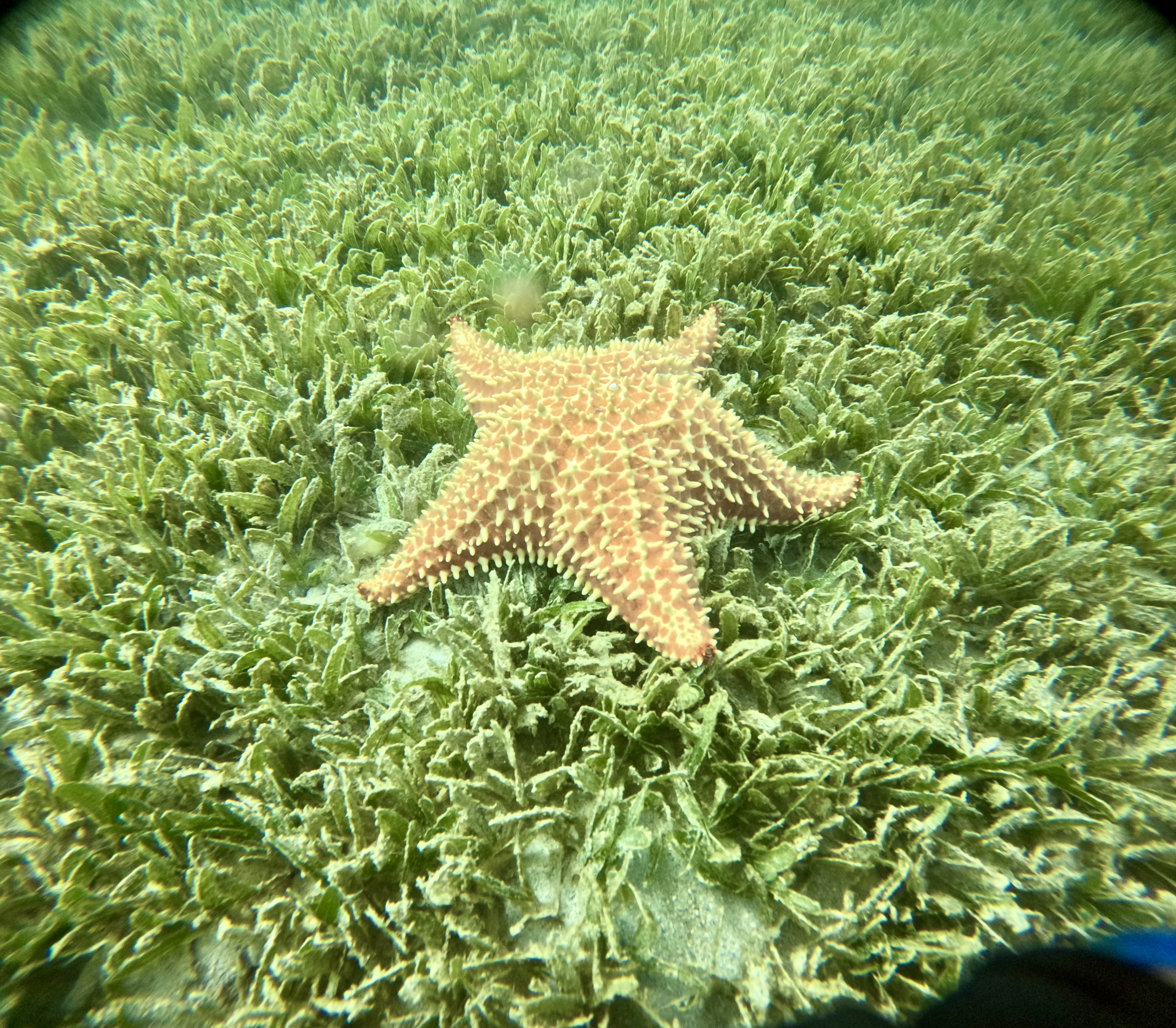 Starfish